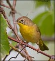 _1SB0513 common yellowthroat 1st year male